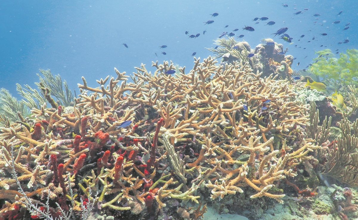 Enorme pérdida de arrecife de coral en el Caribe mexicano