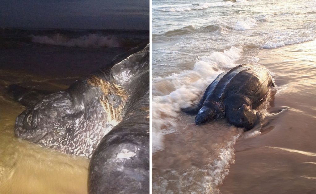 Hallan muerta a tortuga de 500 kilos en una playa de Uruguay