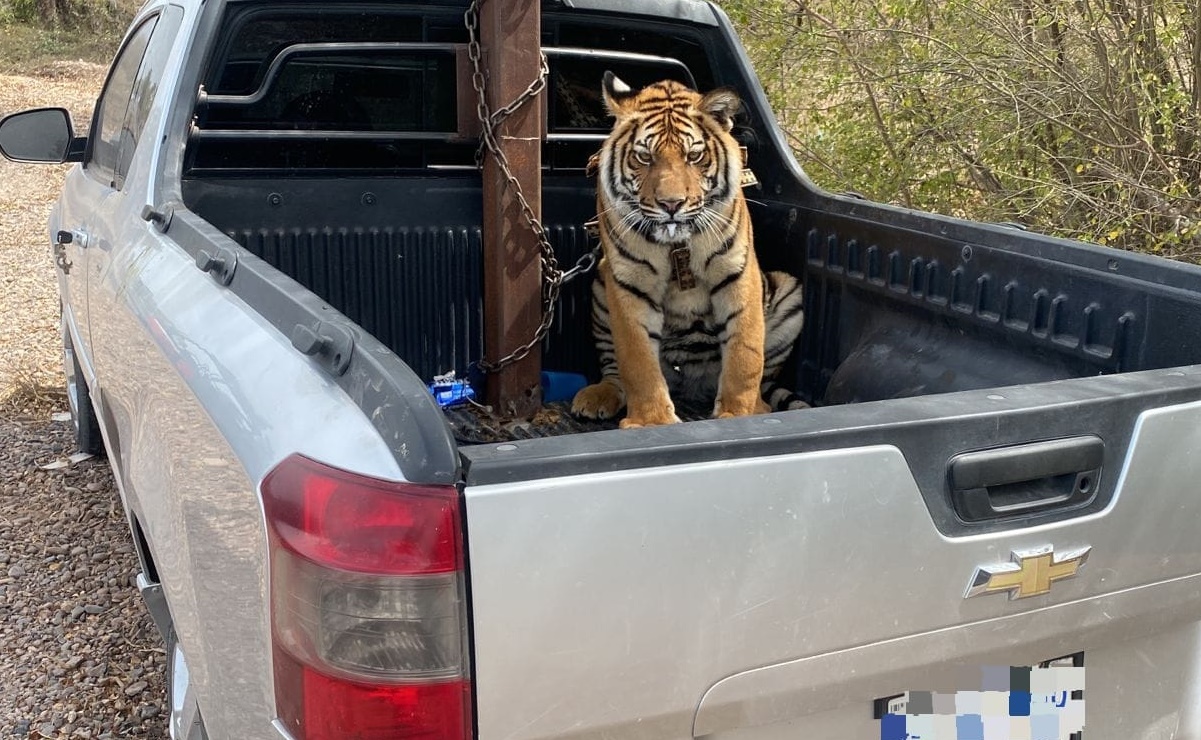 Rescatan a tigre de bengala que era trasladado con cadenas durante persecución en Culiacán