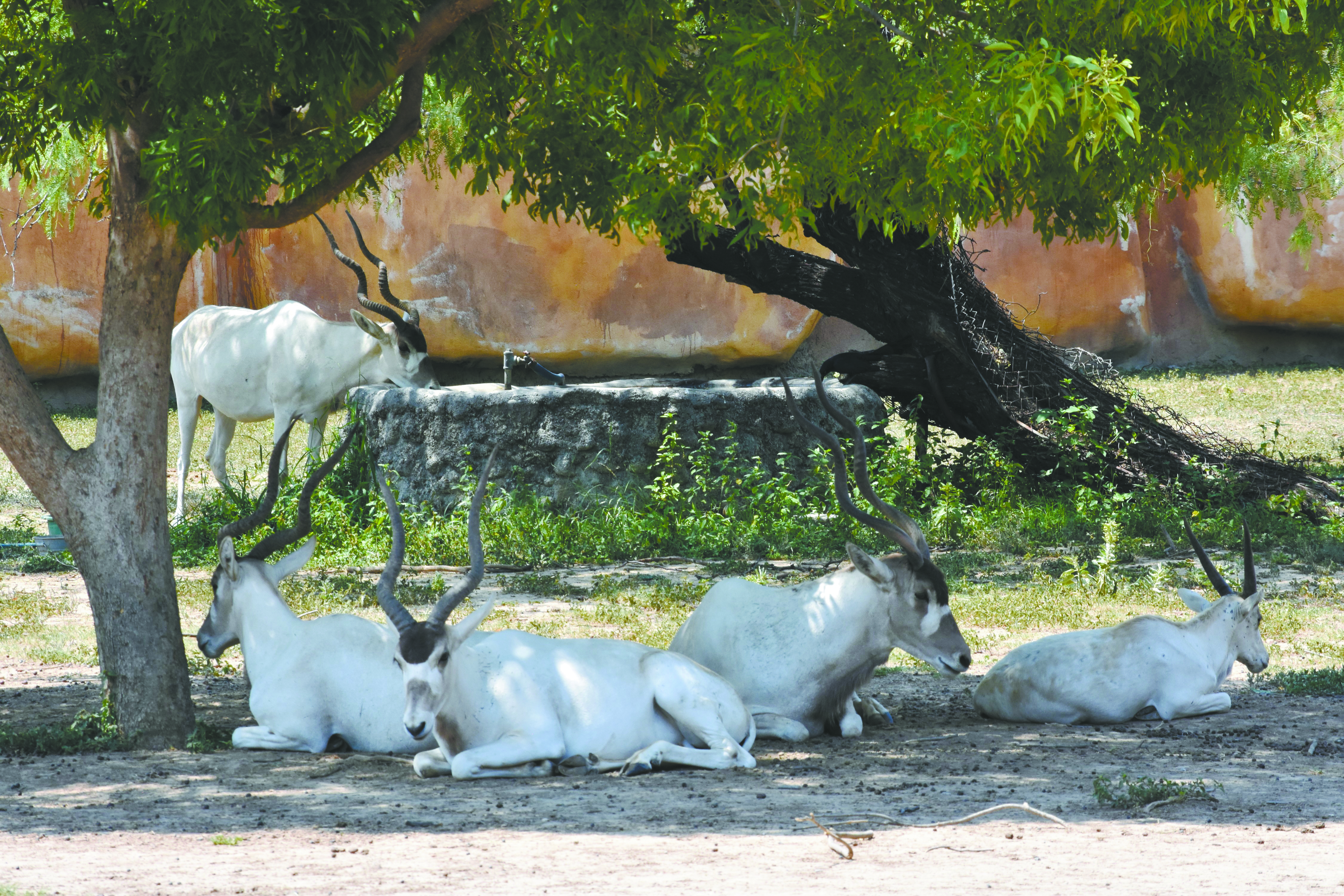 Toman medidas en zoológicos por ola de calor