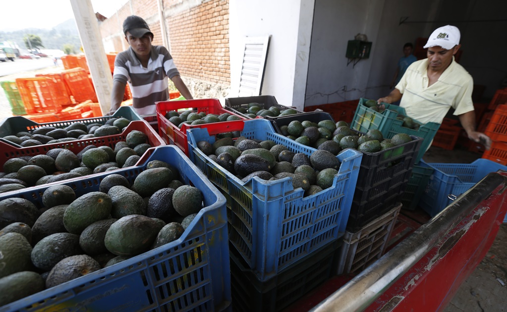 México, en el lugar 12 de exportación de alimentos frescos