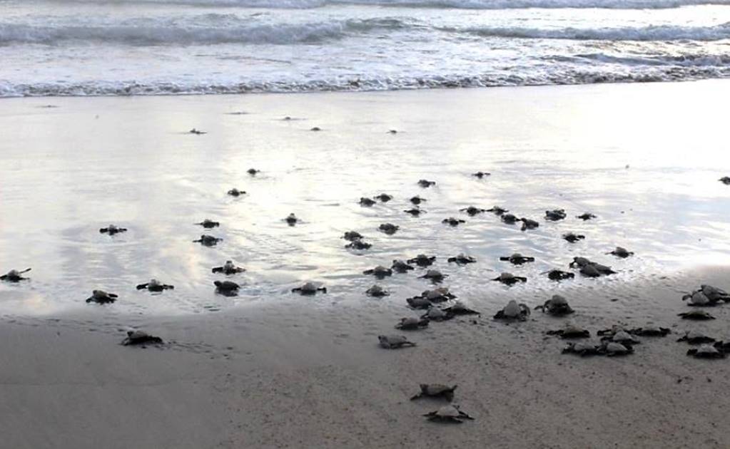 Muerte de tortugas en playa de Cancún, por el clima: Profepa
