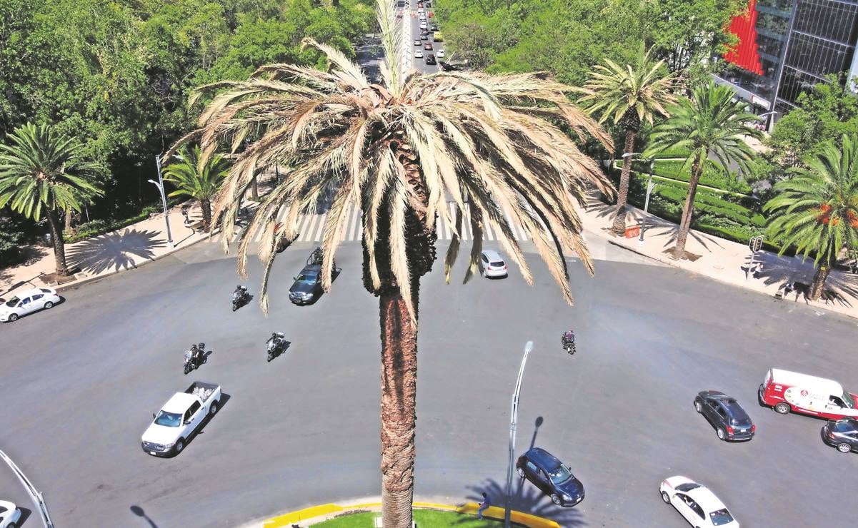 Sedema paga 2.2 mdp para saber de qué murió "La Palma" de Reforma
