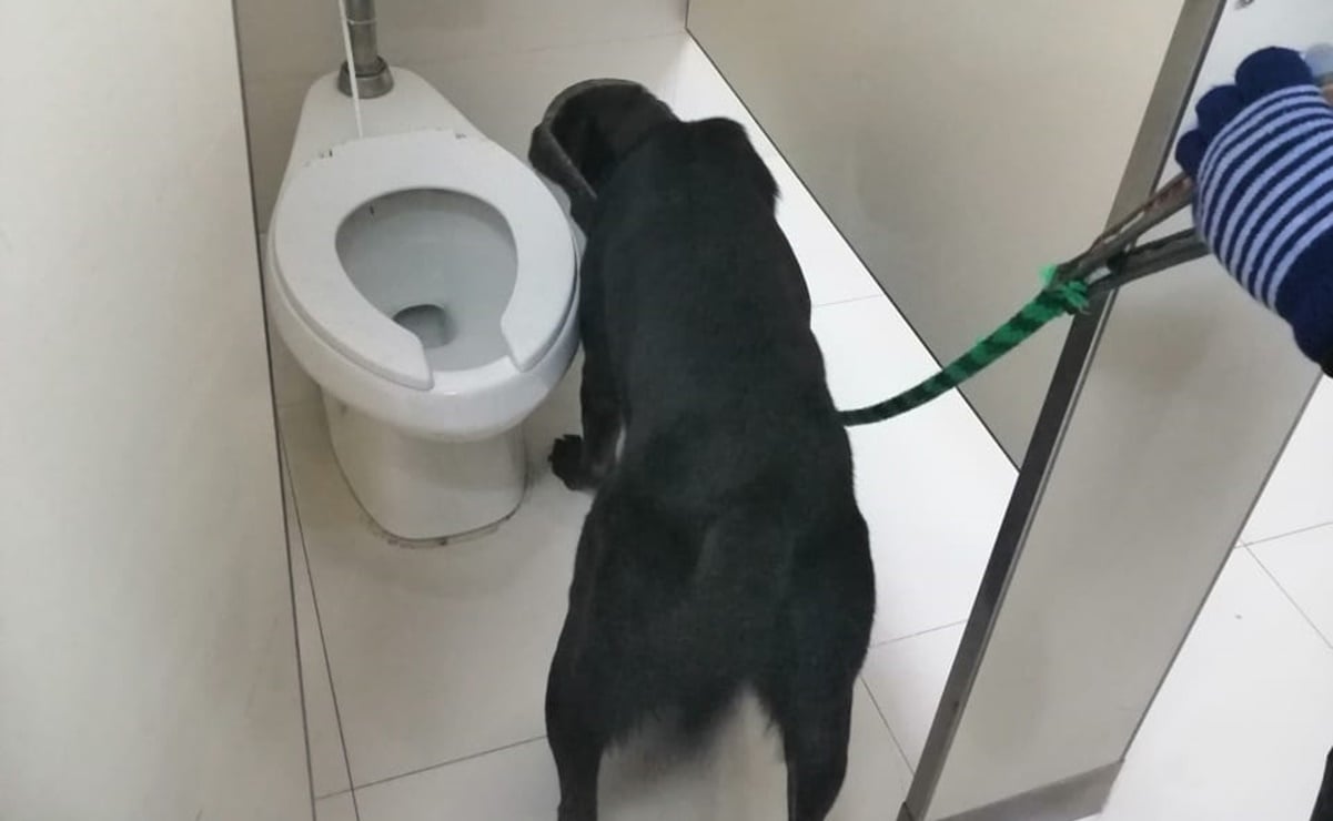 Canino de la Guardia Nacional halla arma en baño de la terminal de Zacatecas