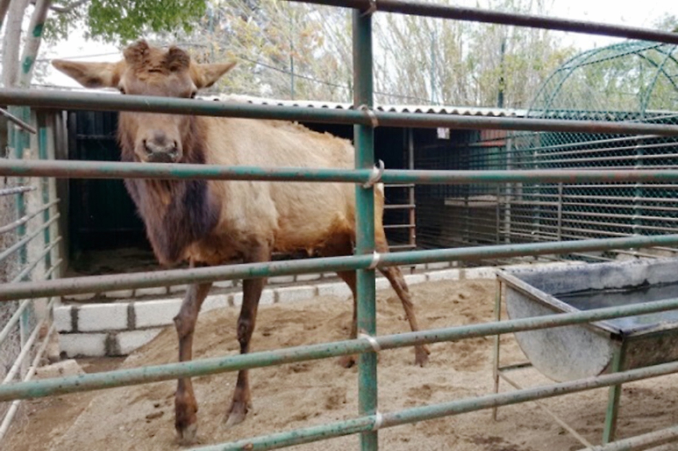 Vigila Profepa zoológico de panista