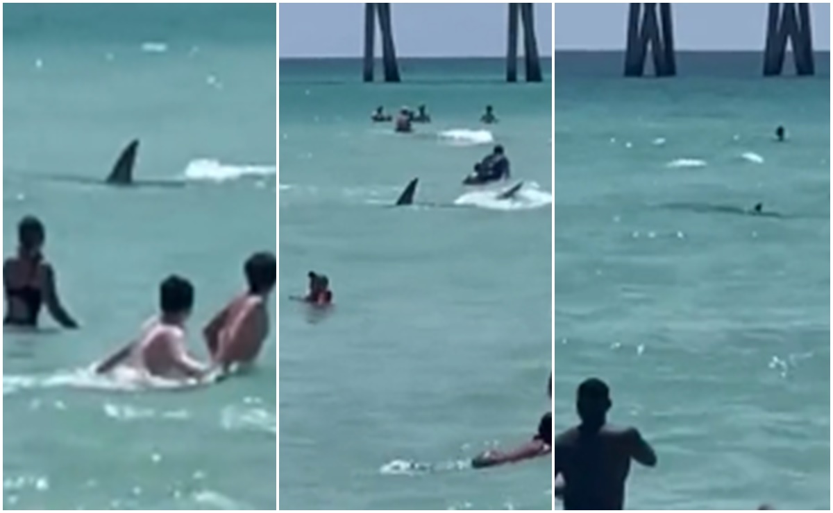 Terror en playa de Florida. Tiburón acecha a bañistas mientras nadaban