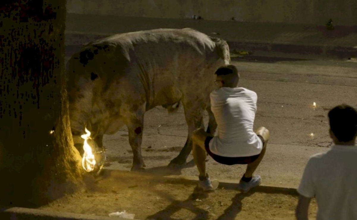 VIDEO: Toro aparece en estado shock en fiestas de Valencia; denuncian maltrato