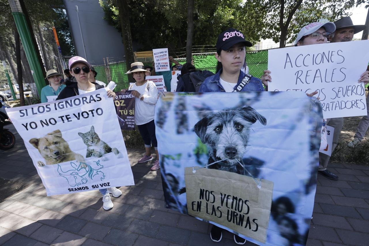 Activistas exigen a las autoridades del Estado de México más acciones para evitar el maltrato animal