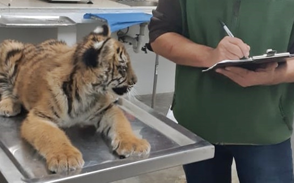 Aseguran tigre de bengala en una casa de Nuevo León