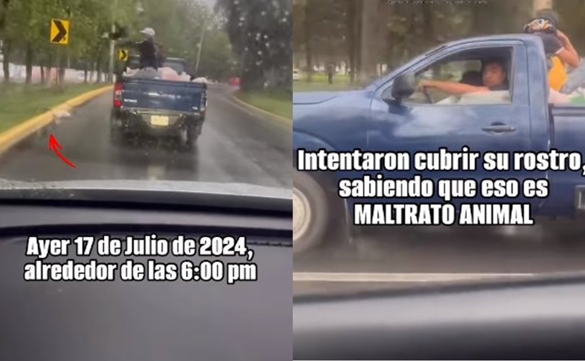VIDEO: Captan a sujetos arrojando a seis gatos desde su camioneta en movimiento en Cuautitlán Izcalli