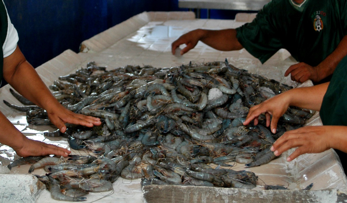 México podrá seguir exportando camarón de ribera a EU: Sader