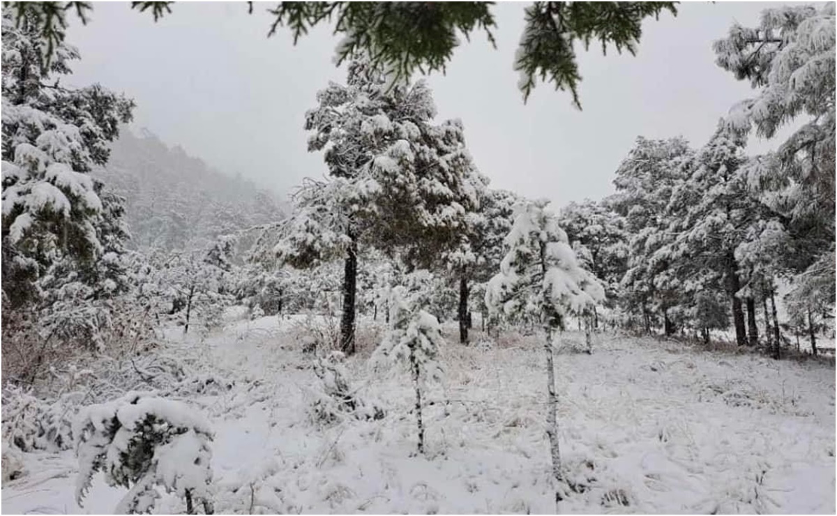 Frente frío: ¡Se congelan en Chihuahua! Cae nevada en municipios serranos; FOTOS