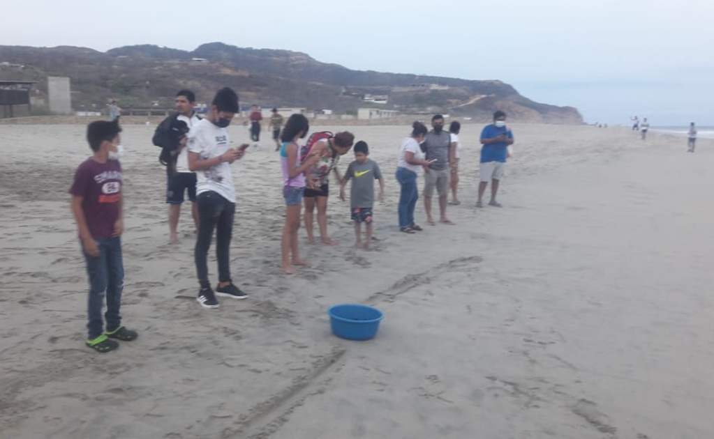 Libera Marina 44 crías de tortuga ‘golfina’ en Oaxaca