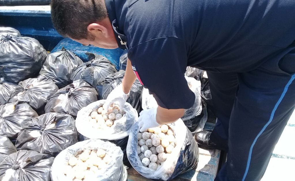 ​Asegura Policía Federal más de 22 mil huevos de tortuga marina en Oaxaca