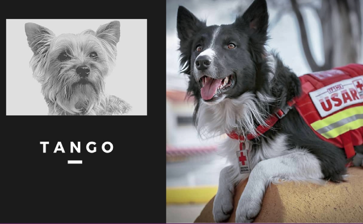 Hasta 5 años de prisión recibiría responsable de envenenar a los perros Athos y Tango