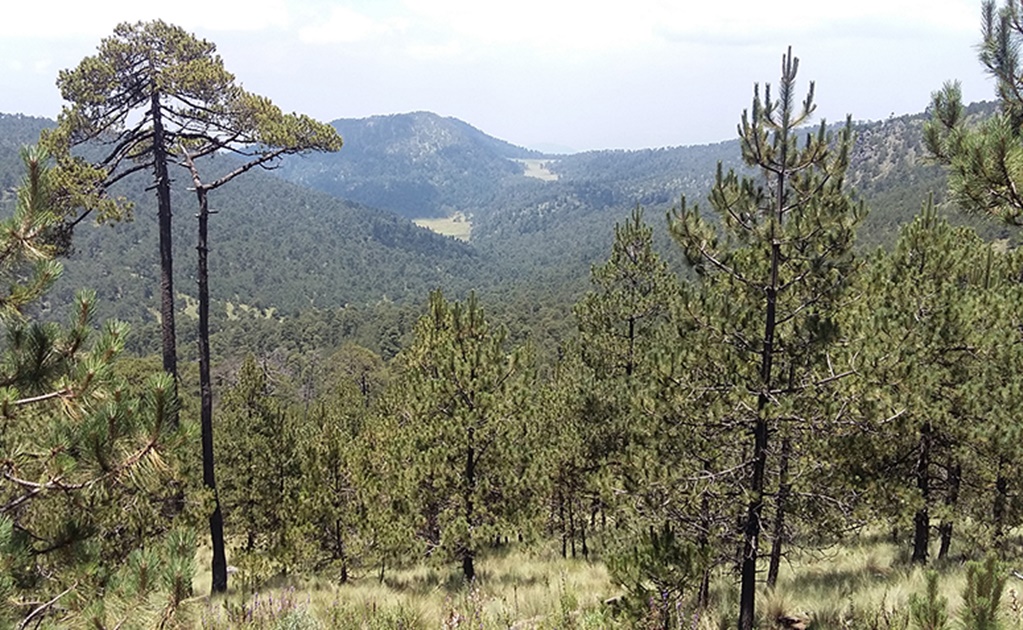 Bosque Magdalena Petlacalco, con alto índice de sobrevivencia de plantaciones 