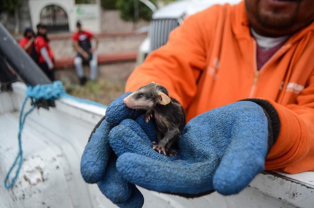Canela se perdió en la capital de Querétaro; en la colonia La Joya