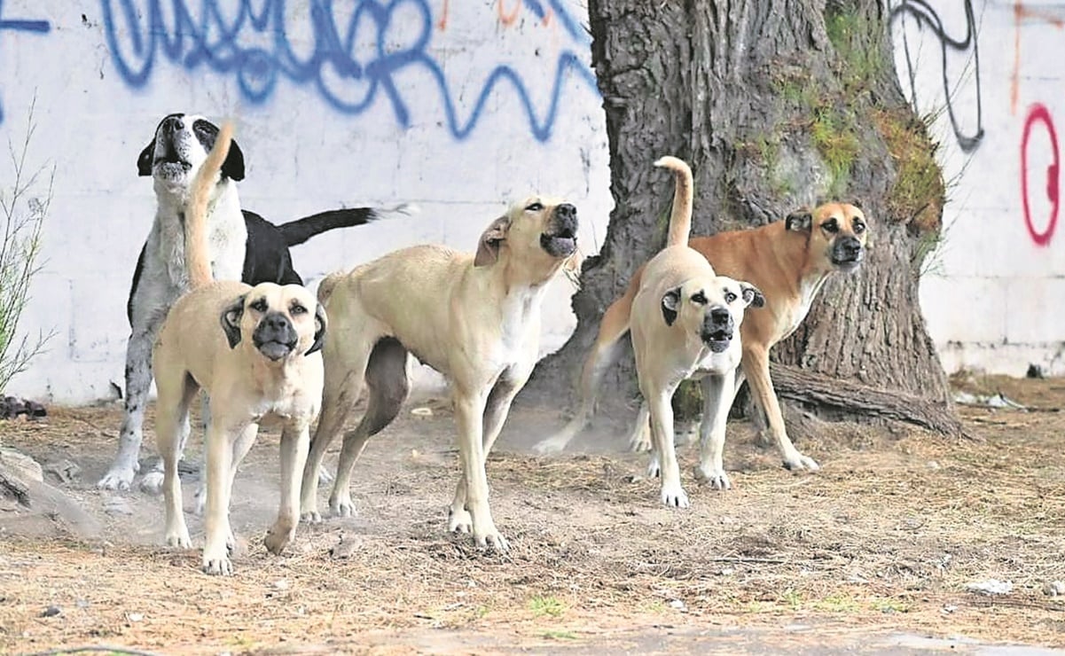 Devora jauría de perros callejeros cuerpo de un hombre en Celaya, Guanajuato