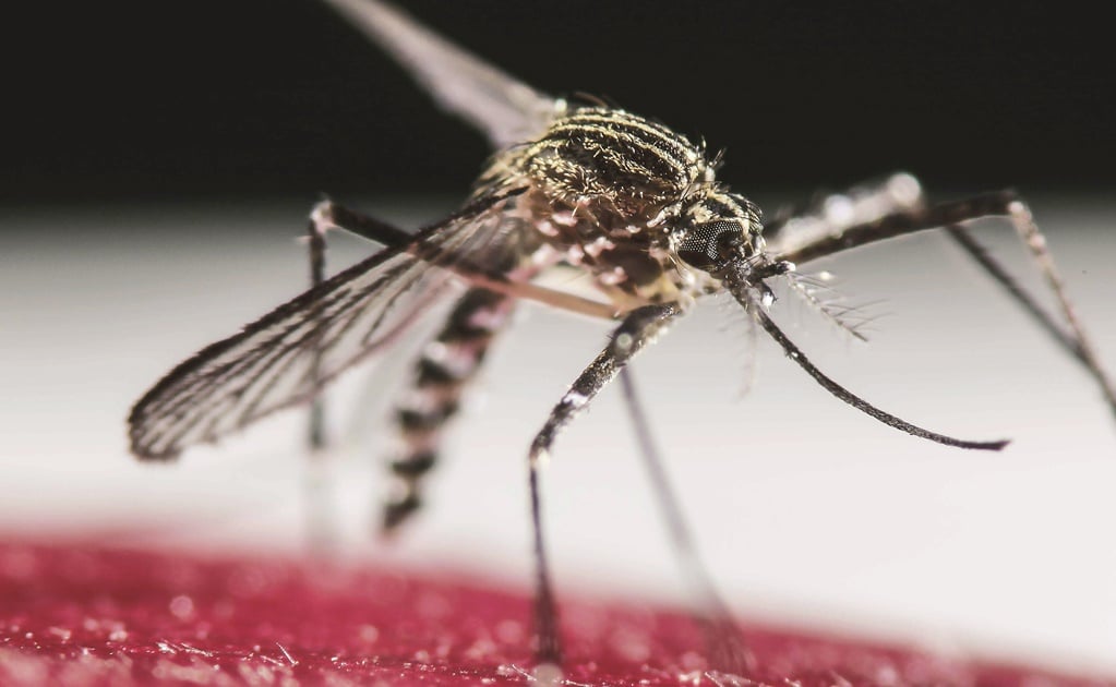Van 63 casos de dengue en Sonora este año