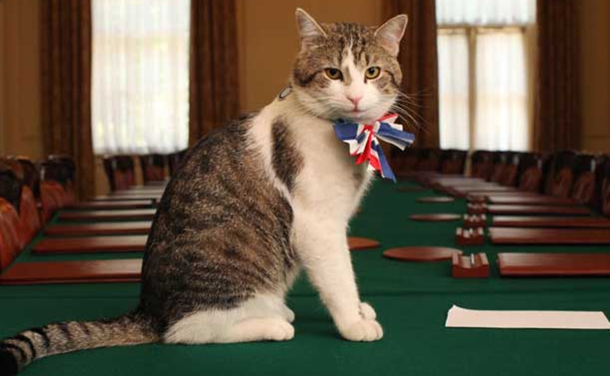 Larry, el gato más famoso de Londres con "habilidades como ratonero"
