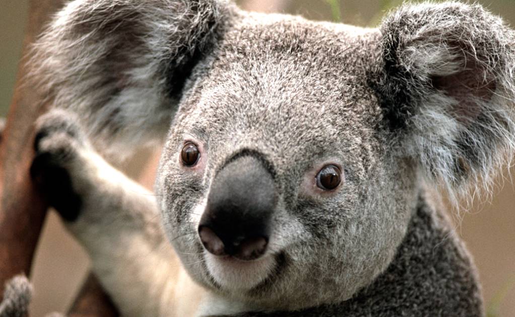 Proponen sacrificio masivo de koalas para salvarlos de clamidia