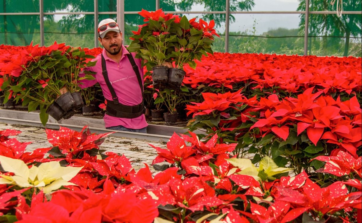 Agricultores mexicanos alistan cosecha de nochebuenas para cubrir demanda navideña