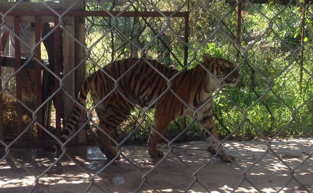 Aseguran tigre de Bengala en Parácuaro, Michoacán