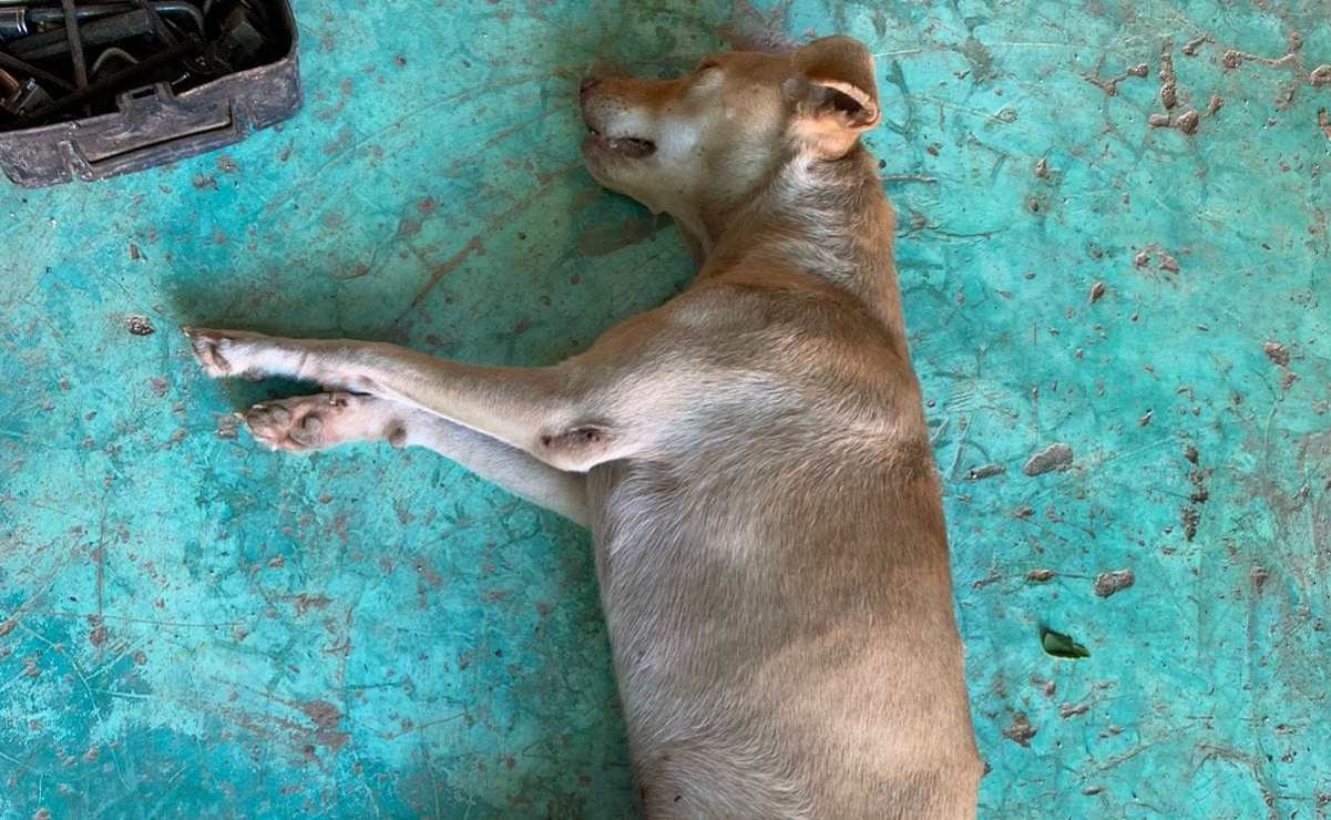 Taxista provoca muerte de perrito: denuncian nuevo acto de crueldad animal en Yucatán