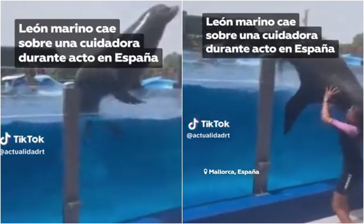 VIDEO: León marino aplasta a su entrenadora durante show en España