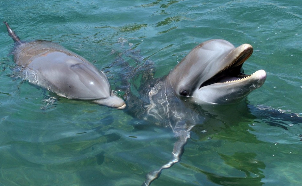 Investigan causas de muerte de más de 270 delfines en Golfo de México