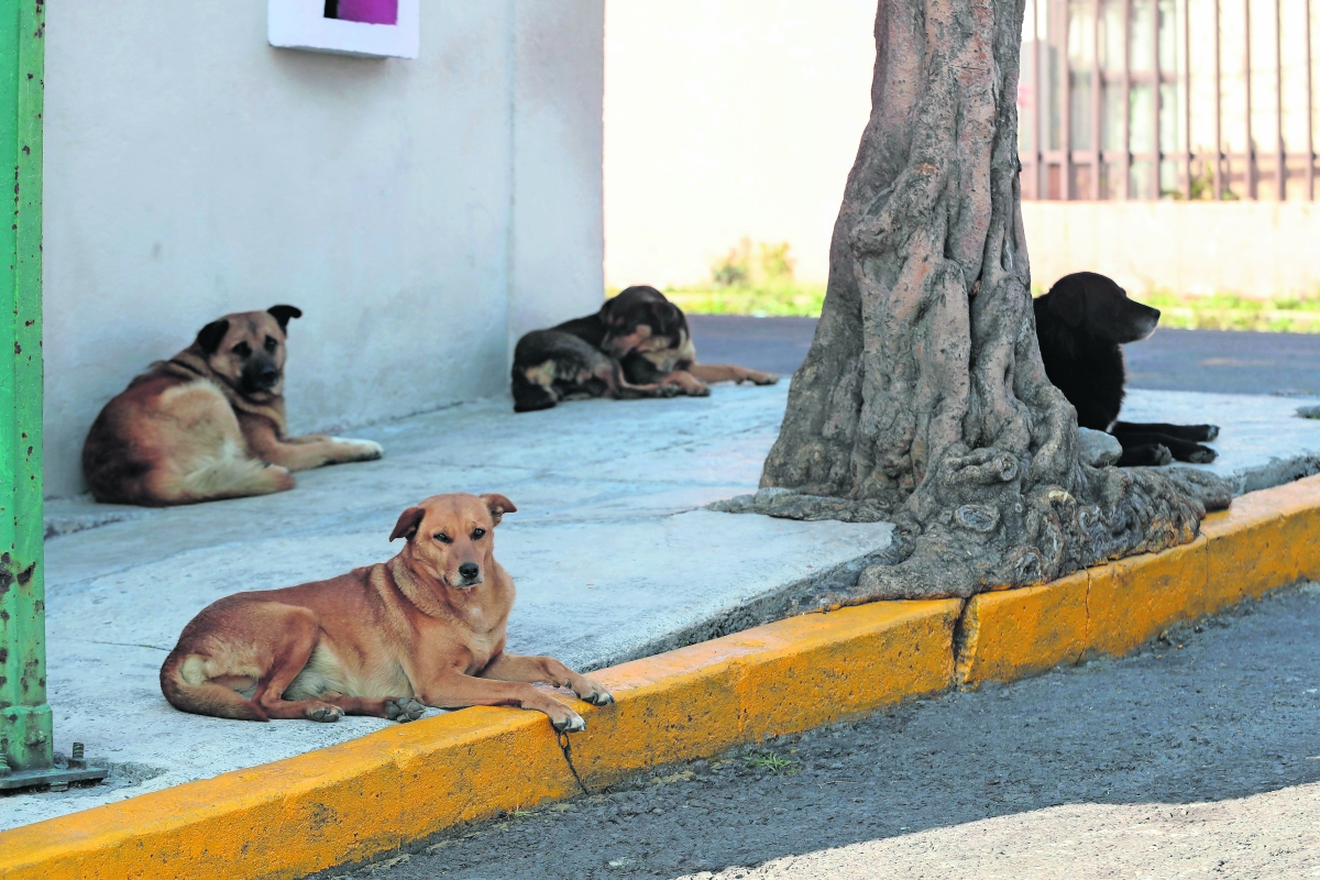 Ven crisis en el control de perros en el Edomex