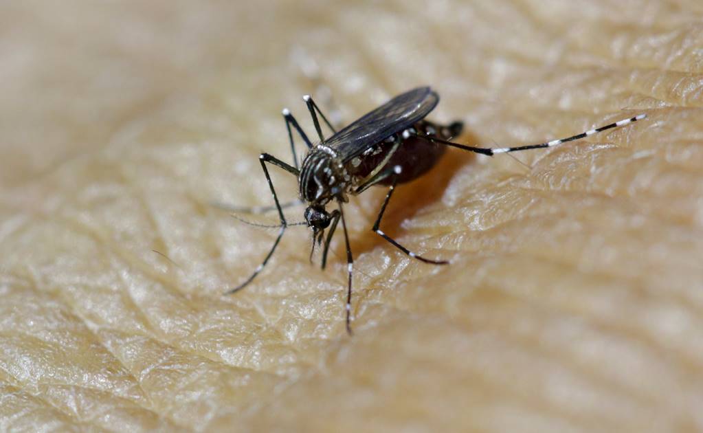 Michoacán, en alerta por zika