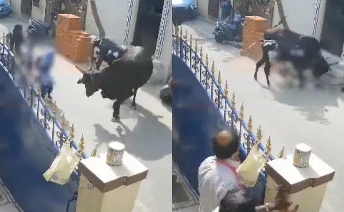 VIDEO: Vaca embiste a una menor en India; el dueño del animal fue arrestado