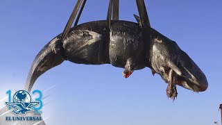 Hallan ballena embarazada muerta con 22 kilos de plástico en su interior