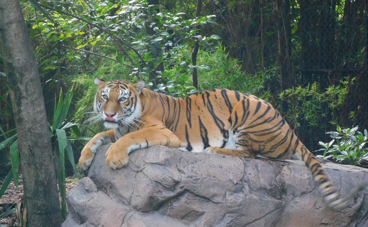 Felinos rescatados de Black Jaguar-White Tiger siguen en custodia temporal tras dos años, sin apoyo gubernamental, acusa asociación de Zoológicos