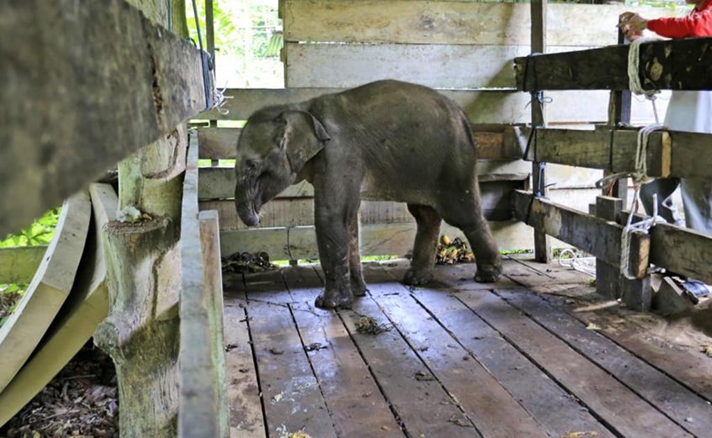 Muere elefante bebé en Indonesia tras perder la mitad de su trompa en trampa furtiva