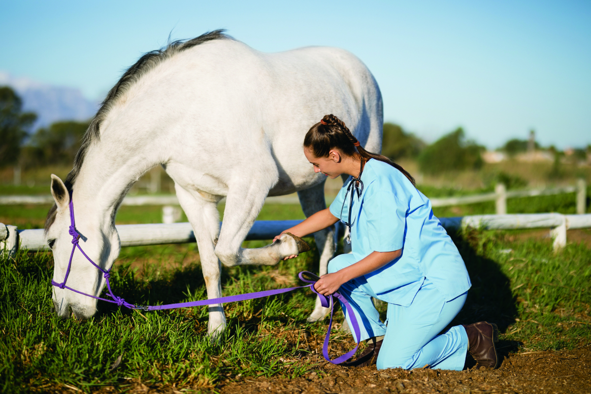 Alertan por virus en caballos que también puede afectar a humanos