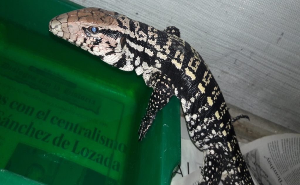 ​Halla Profepa lagarto en contenedor de mercancía importada de Brasil