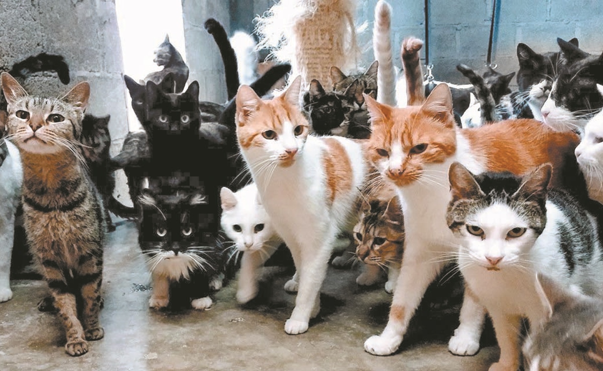 FOTOS La historia de los gatitos de San Lázaro y la mujer que los procura desde hace 30 años