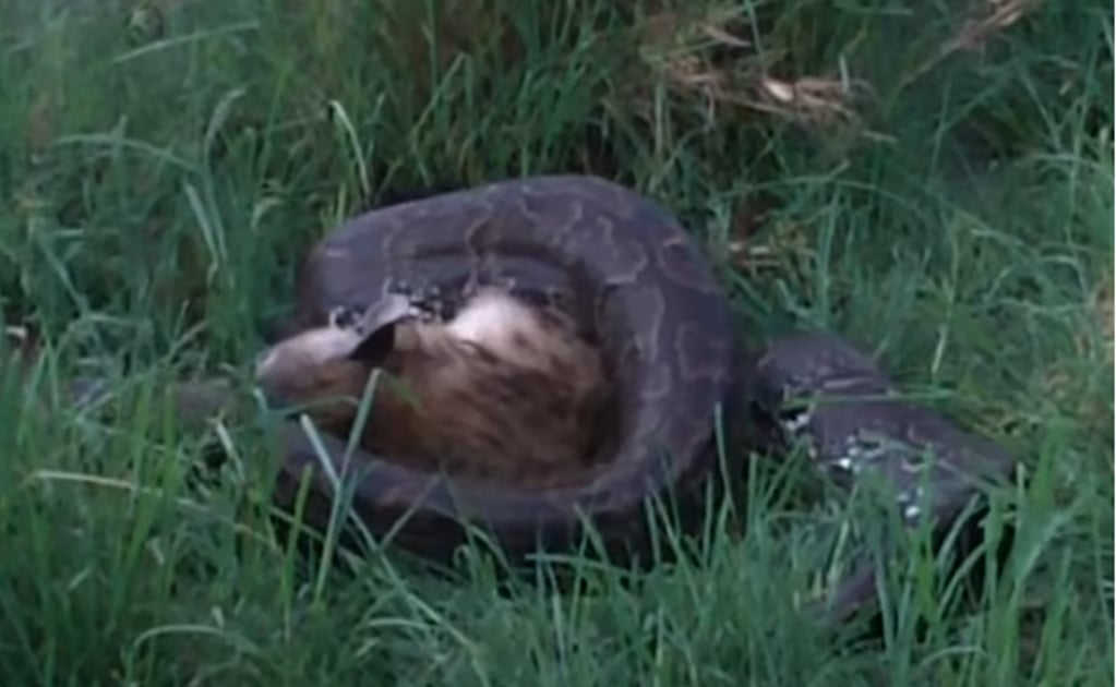 Video. Una pitón de 4 metros se come a una hiena de 70 kilos