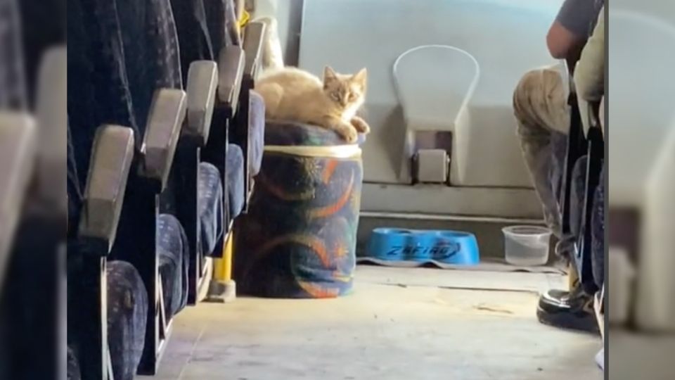 VIDEO del "Michibusero" de Puebla, gato se hace VIRAL por acompañar a chofer