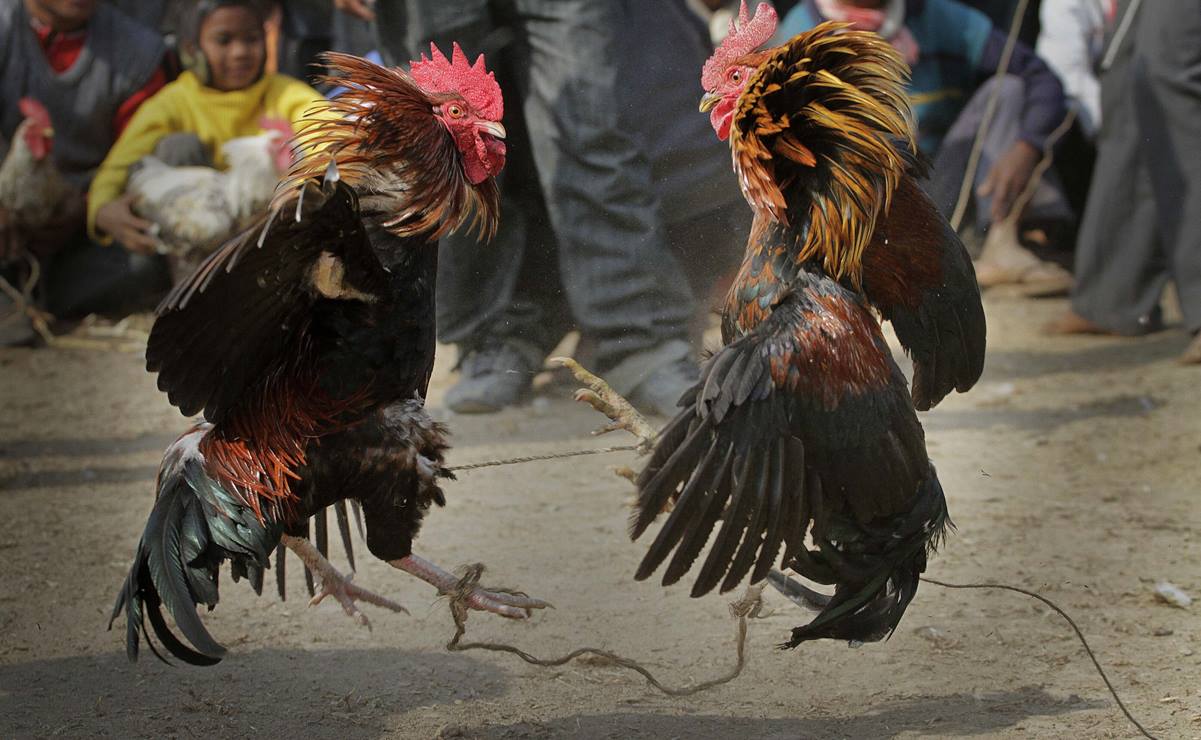 Omar Fayad veta las peleas de gallos como patrimonio cultural de Hidalgo