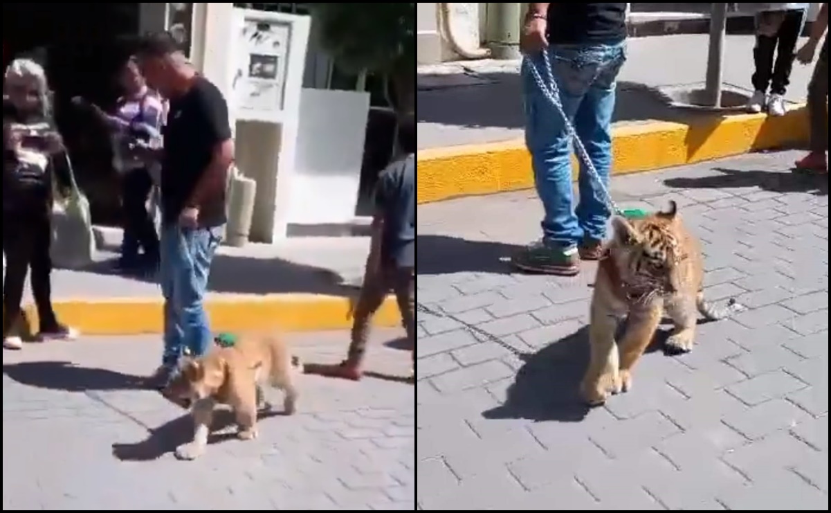Captan a sujeto paseando un cachorro de tigre en calles de Tulancingo, Hidalgo