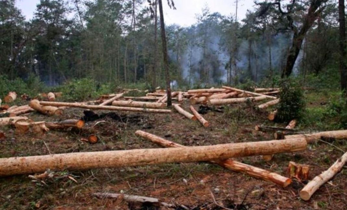 Inai ordena a Profepa informar sobre inspecciones tras denuncias por tala ilegal en Chihuahua