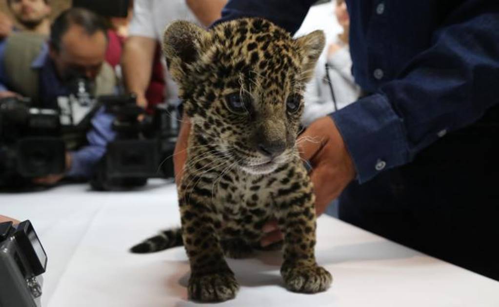 U.S., Mexico wildlife officials draft jaguar recovery plan 