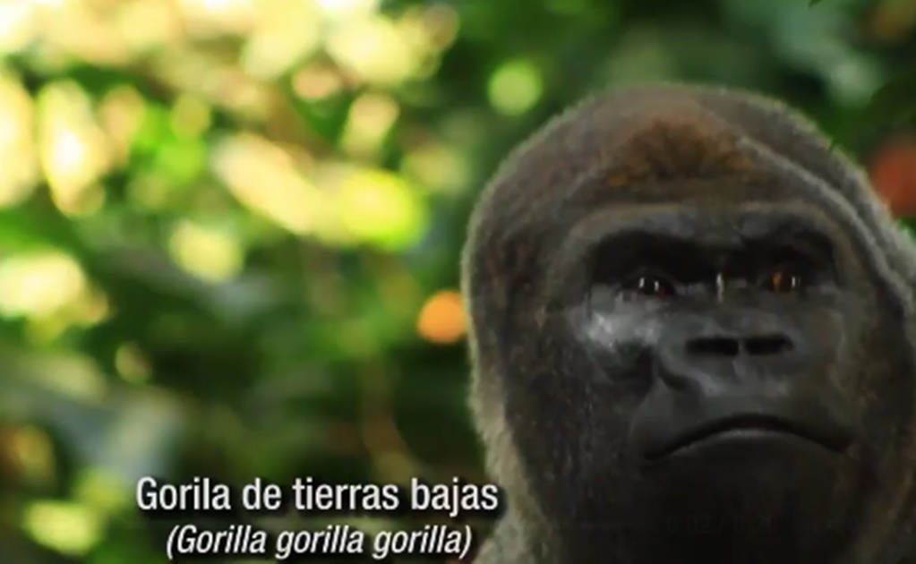 Video. Bantú, uno de los ejemplares más queridos en Chapultepec