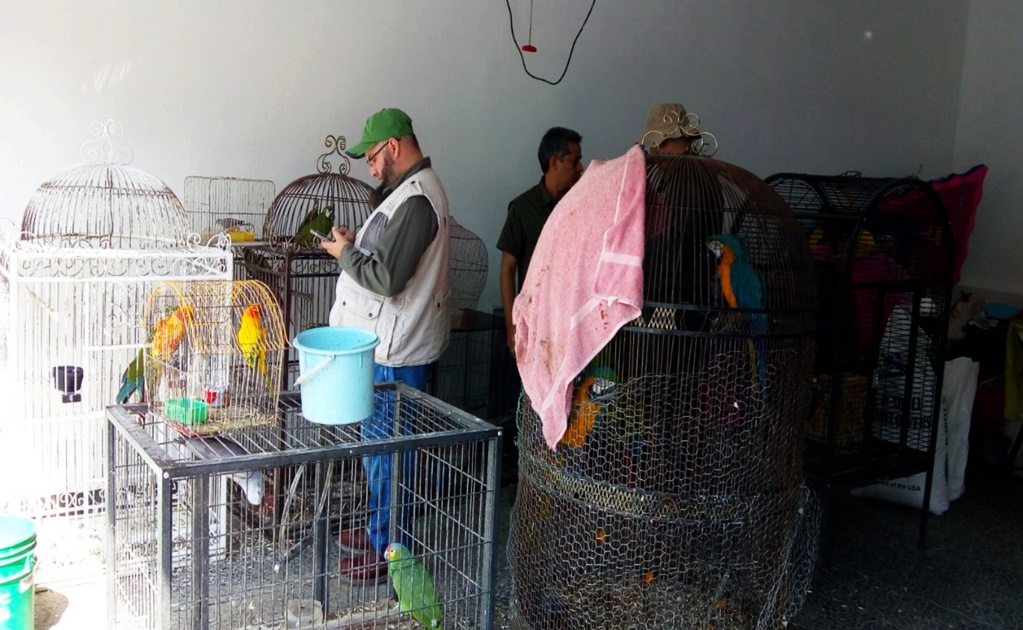 Decomisan 30 aves hacinadas en Nuevo León 