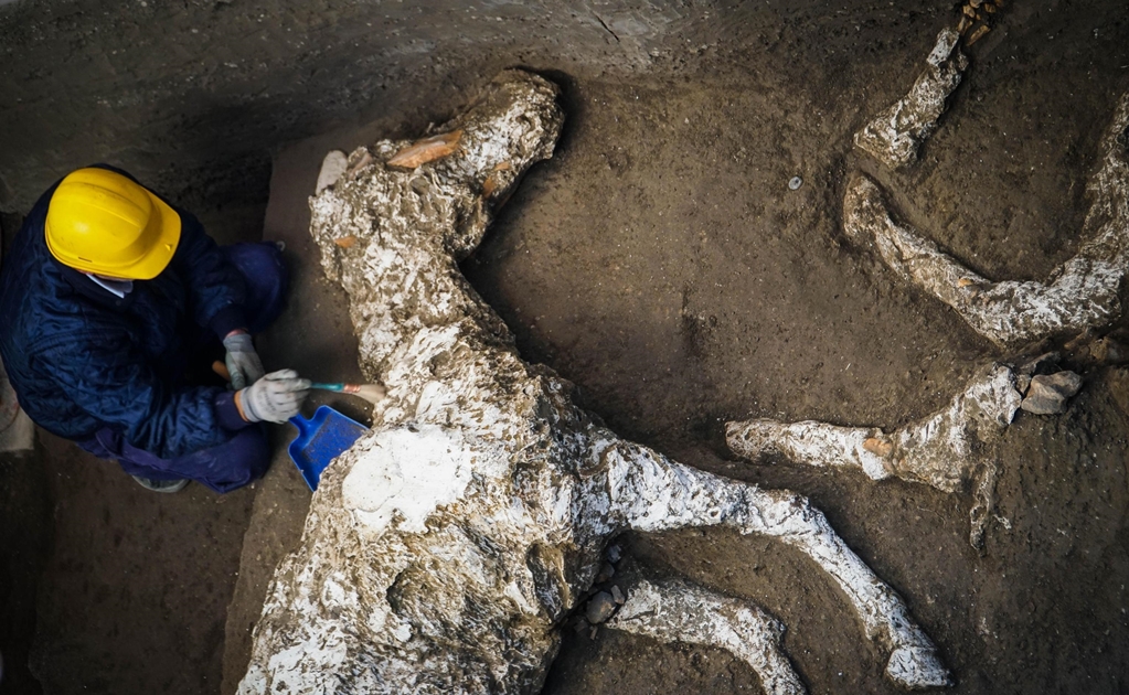 Hallan en Pompeya restos de un caballo petrificado