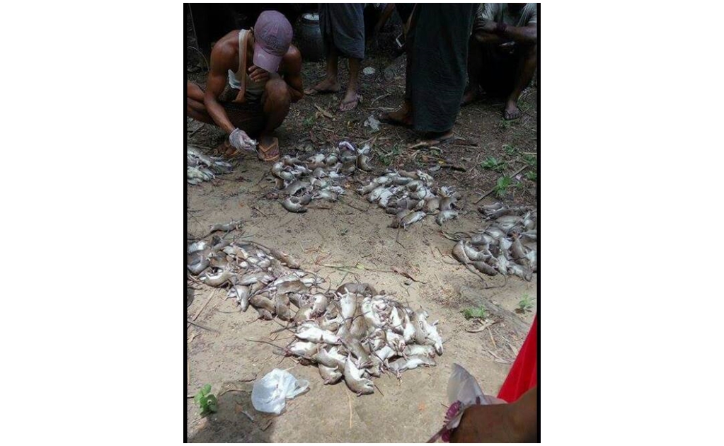 ​Miles de ratas invaden aldeas de isla de Birmania