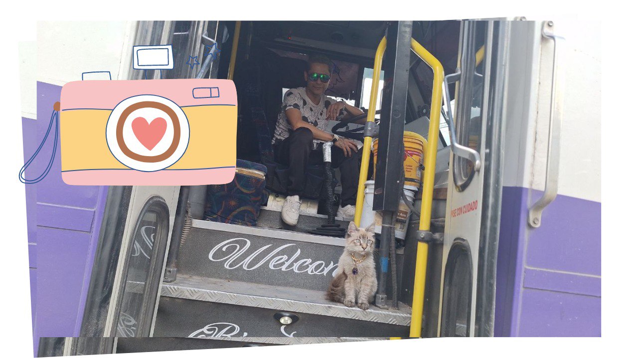 Esta es la historia de Zafiro, el michi microbusero más viral de todo Puebla
